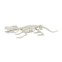 Crocodile Skeleton 62cm