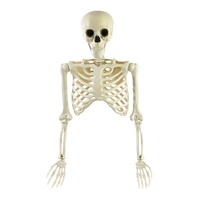 Half Skeleton 85cm