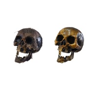 Decaying Skull Asst 20cm