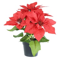 Christmas Potted Poinsettia 28cm